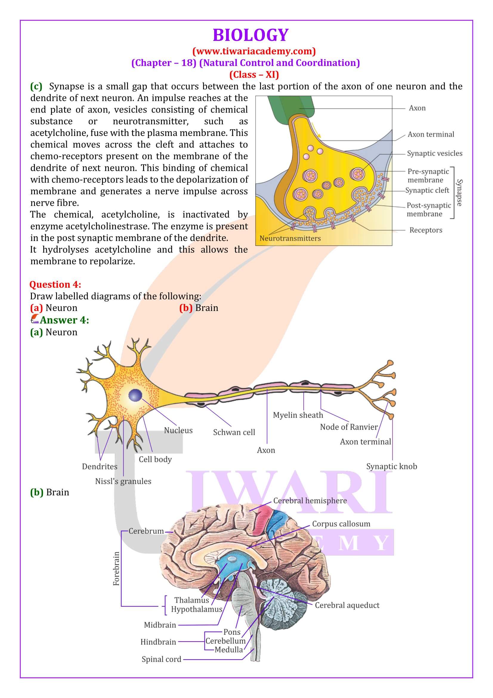 NCERT Solutions for Class 11 Biology Chapter 18 in English Medium