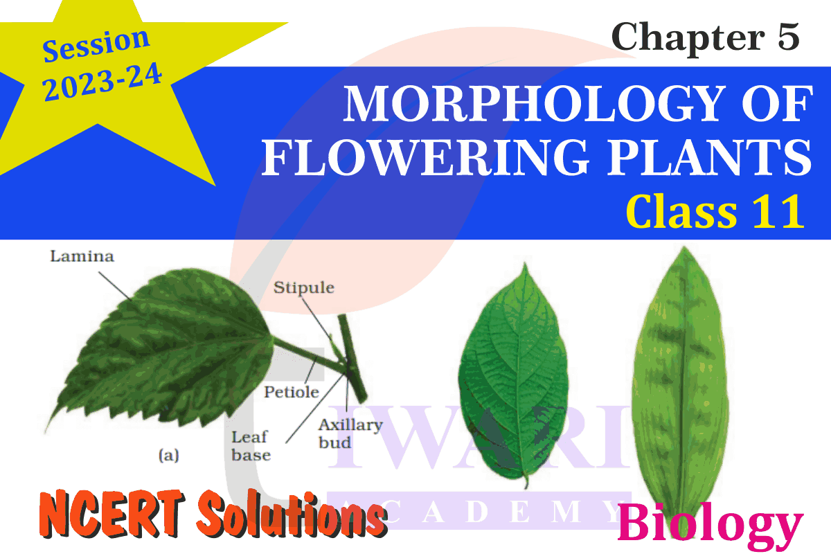 Class 11 Biology Chapter 5 Morphology of Flowering Plants