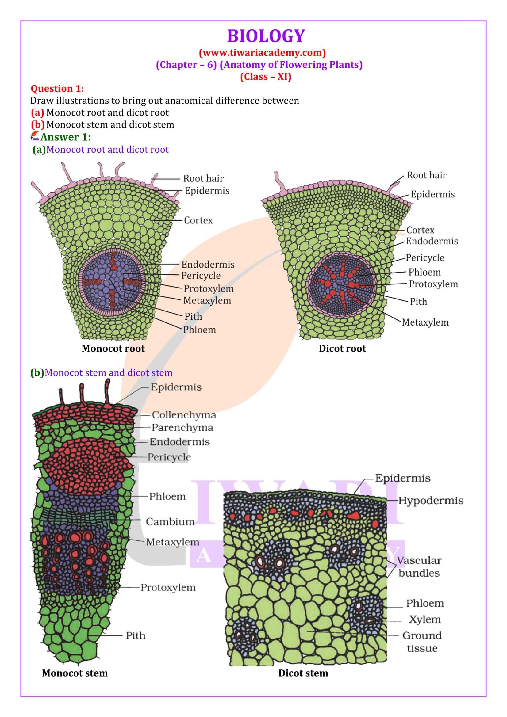 NCERT Solutions for Class 11 Biology Chapter 6 in English Medium