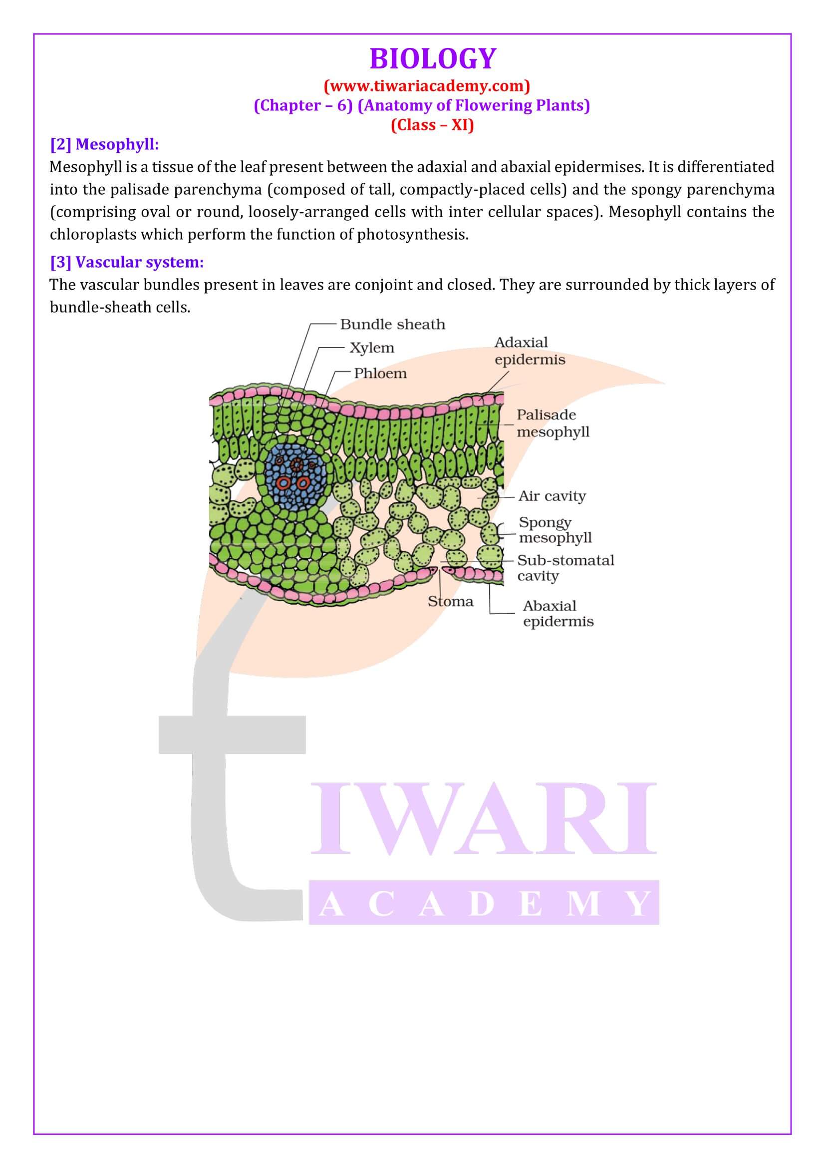 Class 11 Biology Chapter 6 Exercises Answers