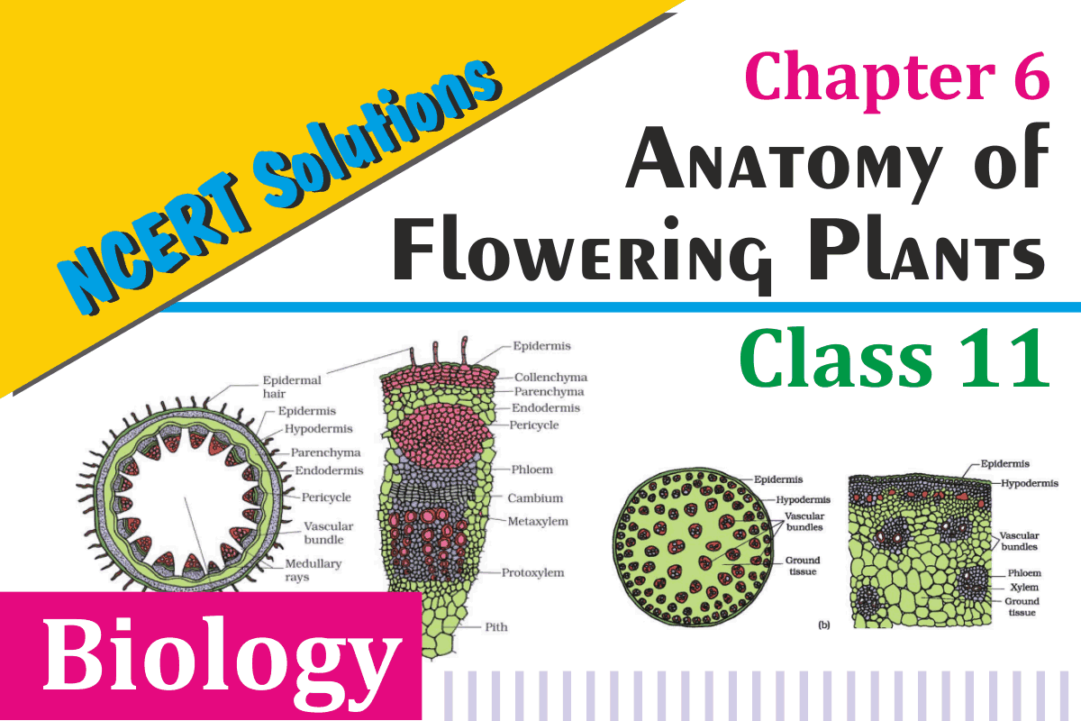 Class 11 Biology Chapter 6 Anatomy of Flowering Plants
