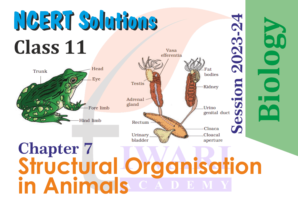 Class 11 Biology Chapter 7 Structural Organisation in Animals
