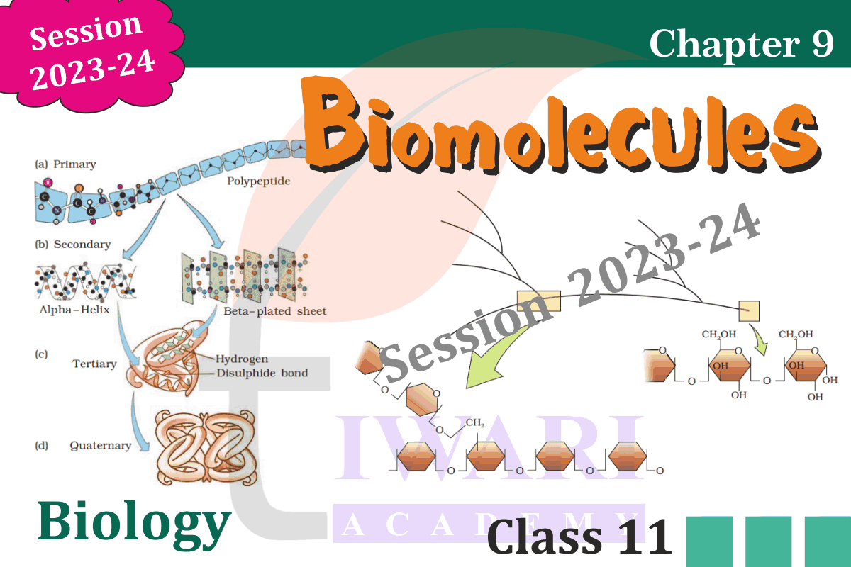 Class 11 Biology Chapter 9 Biomolecules