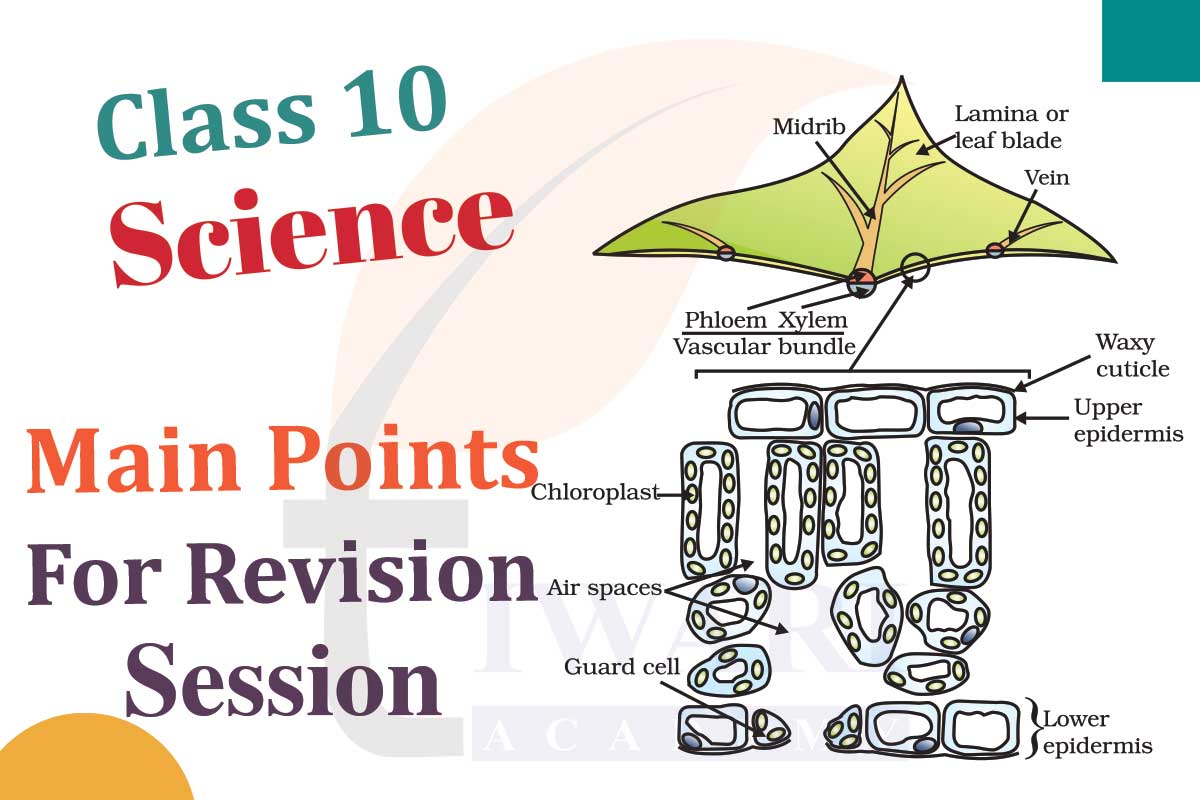 Class 10 Science Solutions