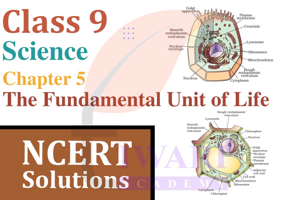 Class 9 Science Chapter 5