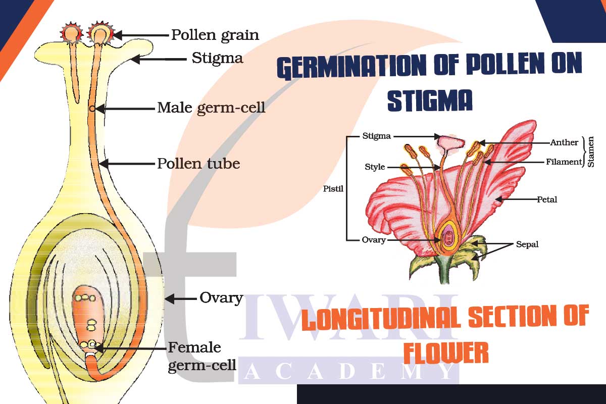 diagram of the longitudinal section of a flower