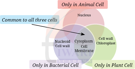 Class 8 Science Chapter 2 Image 5