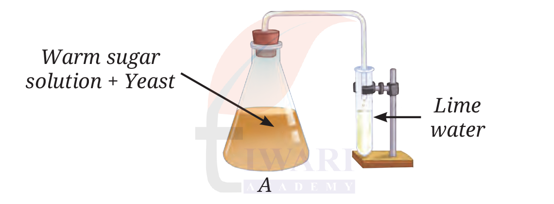 Class 8 Science Chapter 2 Image 4