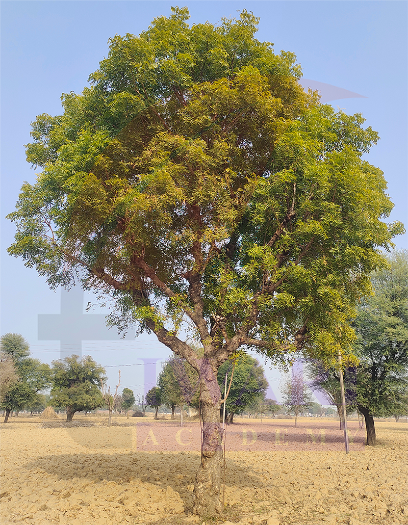 Class 5 EVS Our Wondrous World Chapter 5 Image 10