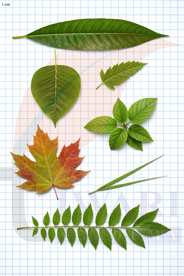 Class 5 Maths Mela Chapter 11 Image 14