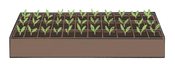 Story based multiplication problem Class 4 Maths Mela