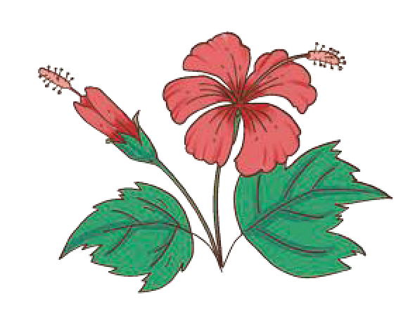 Equal sharing division example image from NCERT Class 4