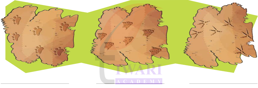 Animal footprints near water body activity