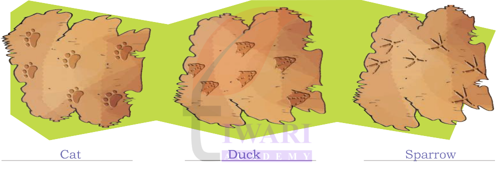 Animal footprints near water body activity solution