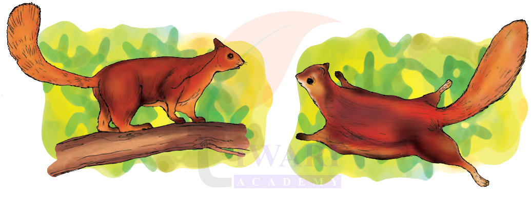 Indian giant squirrel illustration from EVS textbook