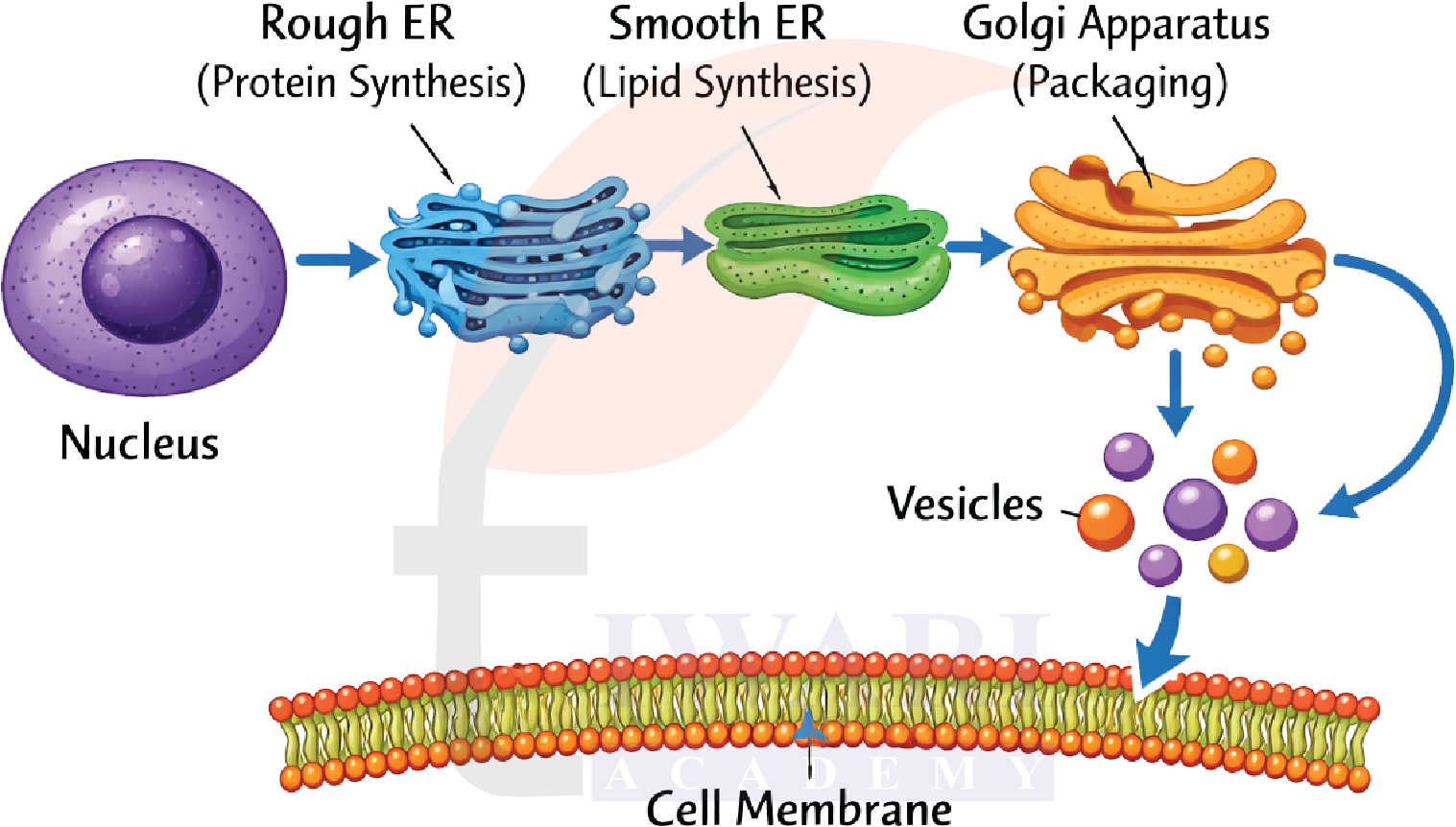 Class 9 Science Exploration Chapter 2 Page 25 Question 14 Answer