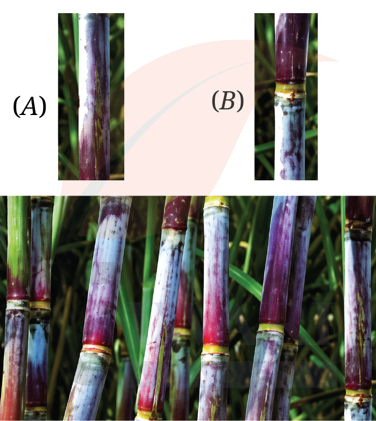 Class 9 Science Exploration Chapter 3 Page 44 Question 10