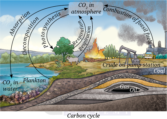 Carbon Cycle - Class 9 Science Exploration Chapter 13 Question 8