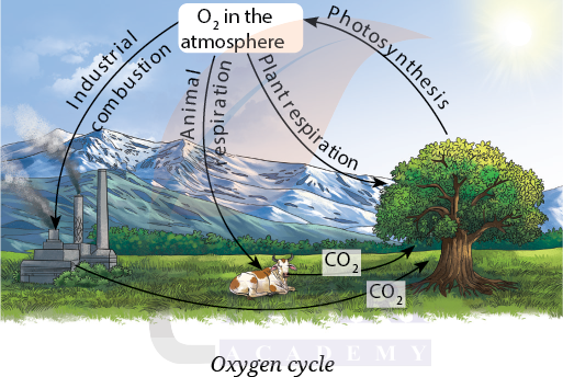 Oxygen Cycle - Class 9 Science Exploration Chapter 13 Question 8