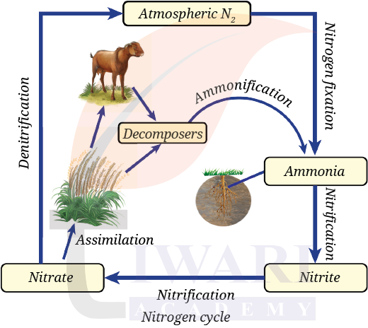 Nitrogen Cycle - Class 9 Science Exploration Chapter 13 Question 8